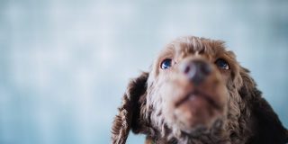 ユーザー体験を実感するドッグフーディングのメリットと実例 | UX MILK