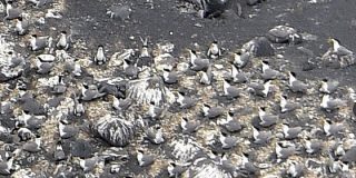 絶滅危惧オオアジサシ、西之島で集団繁殖 噴火経て復活:朝日新聞デジタル