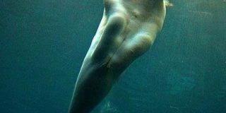 そら人魚伝説できるわ。数々の船員たちが人魚と見間違ったシロイルカ。その理由はわき腹の肉にあった。 : カラパイア