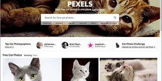 ネコ好きにはたまらない！商用利用無料のネコの写真素材がいっぱいある！ -Pexels Cats | コリス