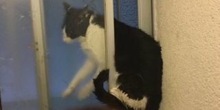 【画像あり】地震にびっくりしたネッコ、挟まる：キニ速