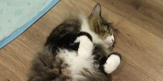 よく猫が脱走するので、近所の野良猫かボス猫に「うちの猫見かけたら帰るように言って」→この結果は偶然ではない説 - Togetter