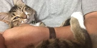 猫が脱走した時に『ボス猫に伝言すると帰ってくる』というツイートが話題になりましたが、それを参考にボス猫に伝言を頼んでみた結果がこちら - Togetter