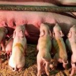 金足農業がベスト4に進出した瞬間、秋田県関連アカウントが壊れ、金足農業の豚舎で子豚が9匹も生まれる #金足農業 #甲子園 – Togetter
