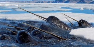 世界で最も攻撃力が高そうなデザインをしてる生き物｜暇人速報