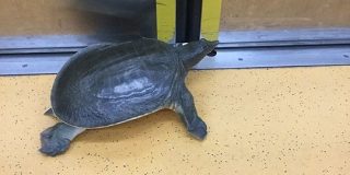 都営新宿線の電車内にまさかのスッポン出現 目撃者からの報告相次ぐ「え? えー!?」「シュールすぎ！ 」 - Togetter