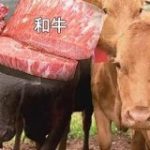 『和牛』に立ちはだかる『Wagyu』｜NHK NEWS WEB