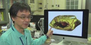 新種の昆虫化石「昆虫好きの俳優」香川照之さんにちなみ命名 | NHKニュース