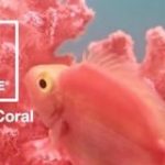 2019年の流行色・トレンドカラーは、かわいい珊瑚色の「Living Coral」HTMLのコードは「#FF6F61」 | コリス