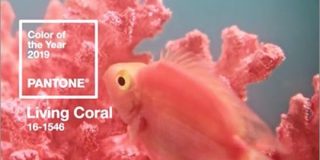 2019年の流行色・トレンドカラーは、かわいい珊瑚色の「Living Coral」HTMLのコードは「#FF6F61」 | コリス