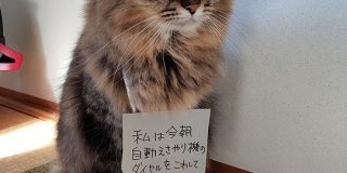 「私は今朝、自動えさやり機を壊して中身を食べました」首から札をぶら下げて反省させられる猫ちゃんがかわいい - Togetter