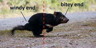 海外で人気の「動物『非科学的』図解」タグ #UnscienceAnAnimal が癒される＆楽しい！ - Togetter