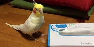 【動画】高度な焦らしテクを持つインコさんが歌うピタゴラスイッチがすごかった「いやそこで続くんかーい」 - Togetter