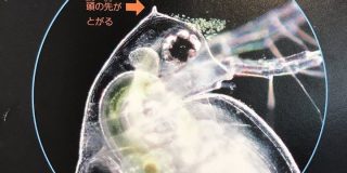 【速報】ミジンコ、おこ｜暇人速報