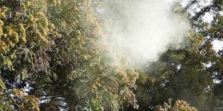 今年もやってきました、花粉の飛散量去年の◯◯倍の季節「ボジョレー・ヌーボーかよ」 - Togetter