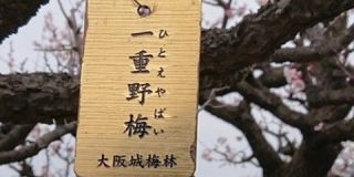 大阪城公園の梅林ですっぴんで慌てるギャルみたいな梅の木を見つけた「一重まぶたになんの恨みが…」 - Togetter