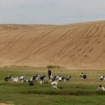 鳥取さん、砂丘が草原化した為に除草を始めてしまう：キニ速