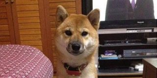 【画像】イッヌさん、自分が罪を犯してることに気付かない：キニ速