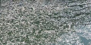 『花筏（はないかだ）をかき分ける鴨インパルス』季節を感じる風流な光景と表現に和む「板野サーカスっぽさ」 - Togetter