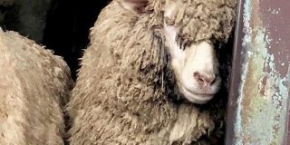 イケメン羊が米津玄師に似ているというので画像検索してみたら思ってたよりもだいぶ似ていた「羊メェ津玄師」 - Togetter