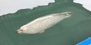 「アザラシがただただ寝ている動画」をアザラシシーパラダイスさんが投稿した結果、リプ欄に寝ているアザラシがたくさん集まる - Togetter