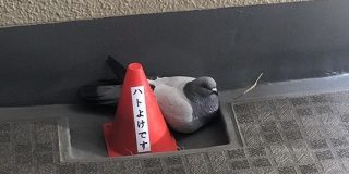 「ハトよけです」と書かれたコーンの横に堂々と座る鳩がシュールすぎる「この鳩さてはボケてるな」「避けるどころか寄り添ってる」 - Togetter