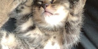 「人をダメにするソファ」でダメになる子猫ちゃんたちの画像が極楽浄土「うちの猫も」「うちのは猫様にダメにされた」 - Togetter