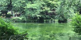 最近の井の頭公園の池…『モネ』感が強いなと思ったら3回のかいぼりの効果で絶滅危惧種の水草「イノカシラフラスコモ」が約60年ぶりに大復活していた - Togetter