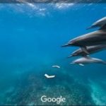 【楽しい】Googleの水中ストリートビューがいつの間にか超絶パワーアップしていてヤバい！ 人や車のかわりに海ガメやイルカとすれ違う不思議な感覚 | ロケットニュース24
