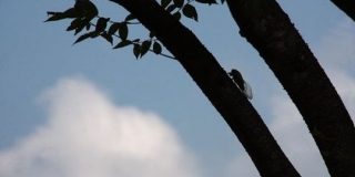 セミ成虫の寿命1週間は俗説！実際には地上に出てから1ヶ月くらい生きる。岡山の高3の研究が学会で最優秀賞 : 登山ちゃんねる