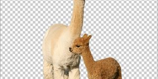 remove.bg 神アップデート！ネコや犬もサポート、動物や植物や物体などの画像から背景を1クリックで切り抜き | コリス