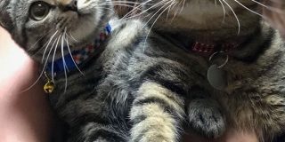イエベとブルベ？キジトラだけど色味が違う猫さんが並んだ画像がどちらもめちゃくちゃかわいい「お腹に顔埋めたい」 - Togetter