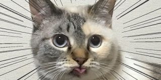 「出てます。まだ出てます。」わんこもにゃんこも入会希望殺到の #全日本舌しまい忘れ協会 まとめ - Togetter