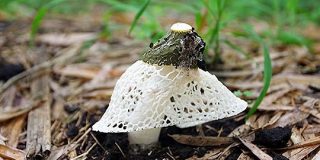 キノコの女王キヌガサタケは美しいけど臭い、でもうまい : デイリーポータルZ