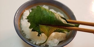 今年も「合法ハーブSHISO」ネタがバズる季節がやってきた！ 『レンジ飯』でおなじみリュウジさんの「大葉の浅漬け」で無限に米を食いたい - Togetter