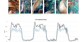 水産養殖技術を開発するウミトロン、魚群食欲解析アルゴリズム「UMITRON FAI」を開発し既存顧客への実装を開始 - THE BRIDGE
