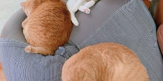 無印の人をダメにするソファを買って半年経つけどいつも混雑してて座れない「猫をダメにするソファ」 - Togetter