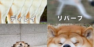 「これは最高の教材」DTMのエフェクトを秋田犬で解説した図がかわいくて分かりやすい - Togetter