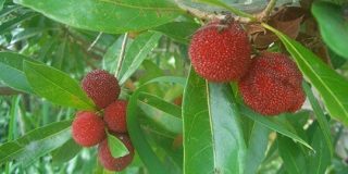 海外文学の「コケモモ」が実際はコケモモではなかったことにショックを受ける人たち - Togetter