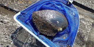 霞ケ浦で野生化した真珠養殖用の貝はでかくてうまい : デイリーポータルZ