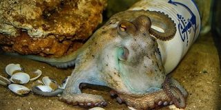 なぜタコは「無脊椎動物界のスーパースター」と呼ばれるのか？ - GIGAZINE