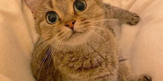 毛布をかけて足を広げて待つと猫さんが座ってくれる季節がきた！「猫でお布団が温くなって幸せですぐ寝ちゃう」 - Togetter