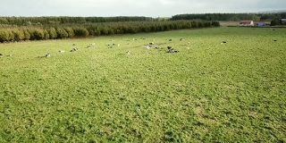 放牧中の牛さんたちがドローンに起こされのんびり牛舎に戻る様子がめっちゃ面白い「ドローンにはこういう使い方もあるのか」 - Togetter