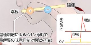 食べなくても味がする!?　電気刺激で味覚を与える技術の登場に「ダイエットや減塩に役立ちそう」 - ねとらぼ