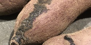 サツマイモに黒いシミのようなものがついてたりしない？整腸作用のある「ヤラピン」という成分なんです「蜜だと思ってた」「今度から喜んで食べる」 - Togetter