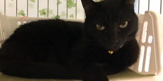 ありのままの姿を映したいのに…「黒猫の写真がジト目になってしまう理由」のわかりみが深い「ほんとはおめめパッチリなんだよ～！」 - Togetter