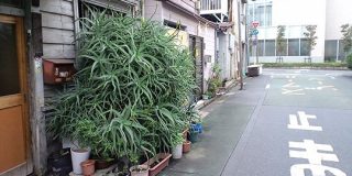 東京の下町、いろんなところでアロエが繁殖しすぎて大爆発してるのに誰も気に留めてないのがウケる→繁殖の理由も - Togetter