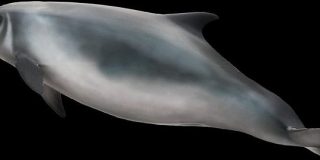 非常に珍しい「クジラ墨」を吹き出して海を染めるオガワコマッコウの動画が撮影される | ナゾロジー