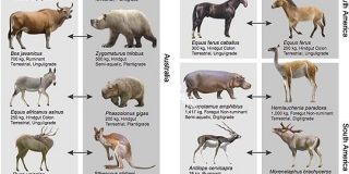絶滅種の「代役」を立てれば生態系が回復すると判明！麻薬王のカバがきっかけ | ナゾロジー
