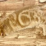 これはうっかり踏んじゃう！フローリング床に擬態化してる猫の溶け込み具合がスゴイ、各家の同化猫画像も集まる – Togetter